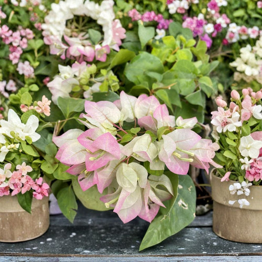 Yani's Delight Bougainvillea – Live Starter Plant | Well Rooted Bougainvillea in 3 Inch Pot | Tropical Flowering Vine | Colorful Garden & Patio Plant | USA Seller