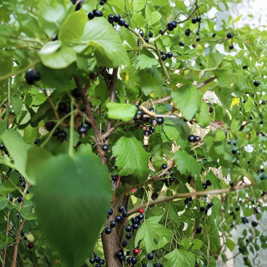 Black Currant – Ribes nigrum Live Fruit Plant | 2-Year-Old Rooted Shrub | 18–25 Inch Berry Bush | Hardy Edible Garden Plant