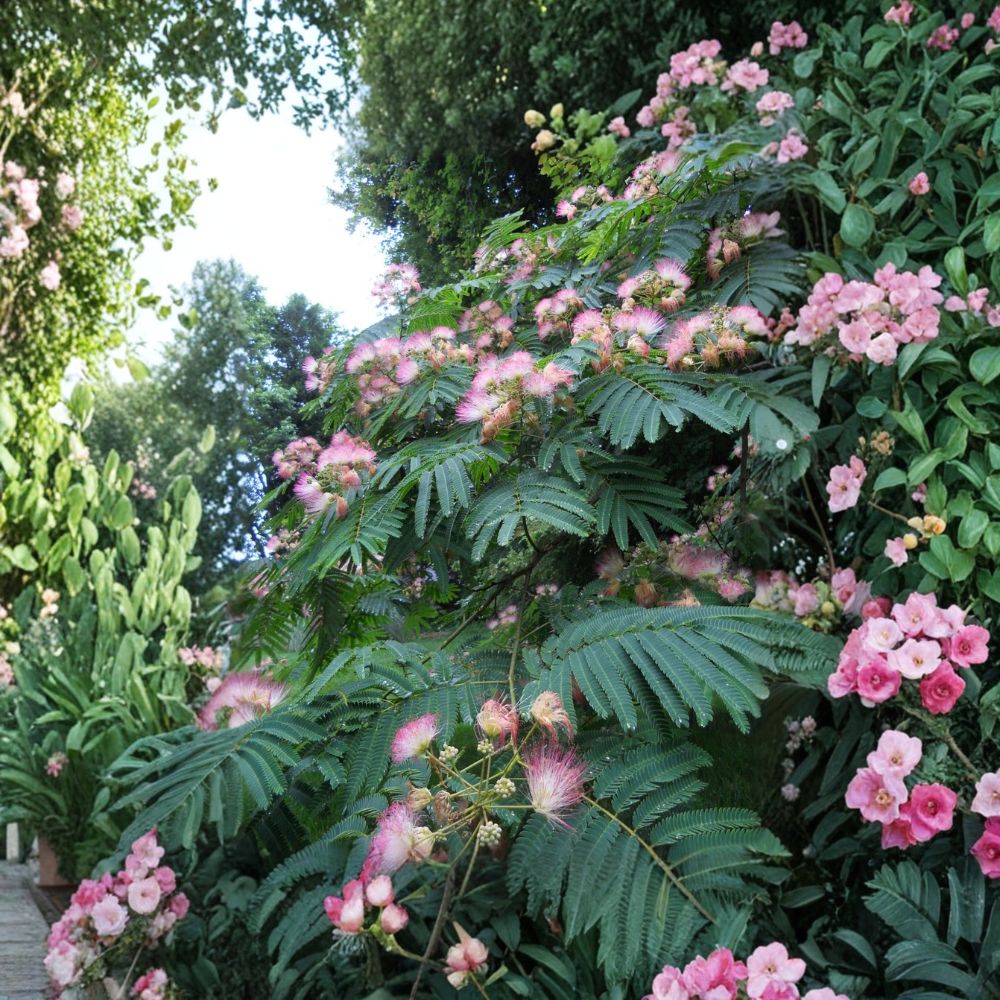 Pink Mimosa Tree – Albizia julibrissin Live Bare Root Saplings | 3 Heirloom Seedlings | 4+ Inches Tall | Fast Growing Ornamental Tree