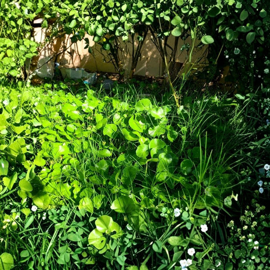 Pennywort Gotu Kola Live Plants – Centella asiatica | 15 Rooted Starter Plants | Edible Herbal Ground Cover | Moist Shade Plant | Garden & Container Friendly