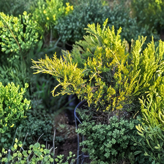 Juniperus chinensis ‘Old Gold’ Live Evergreen Shrub | Golden Spreading Juniper | Drought Tolerant Landscape Plant | #3 Container Grown