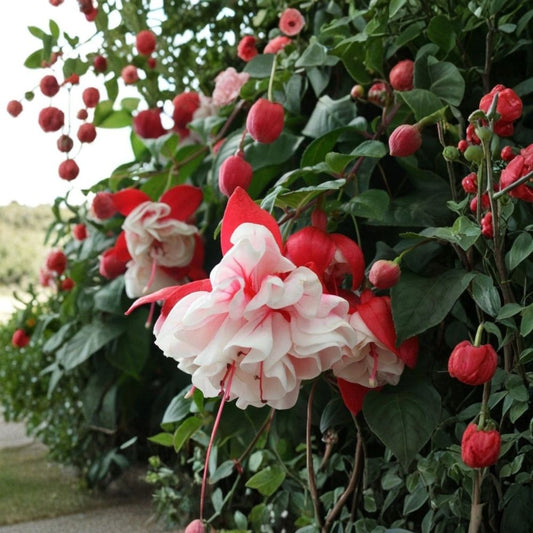 Live Swingtime Fuchsia Plant | 5 Inch Pot | Fuchsia Hybrid | Flowering Ornamental Plant | Cascading Patio & Hanging Basket Flower