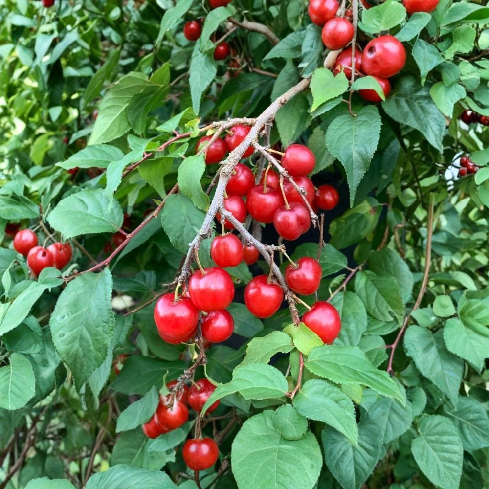 Red Bush Cherry – Prunus Hybrid Live Rooted Starter Plant | Zones 3–8 | Tart Cherry Shrub | Edible Fruit Plant | No Pot Included