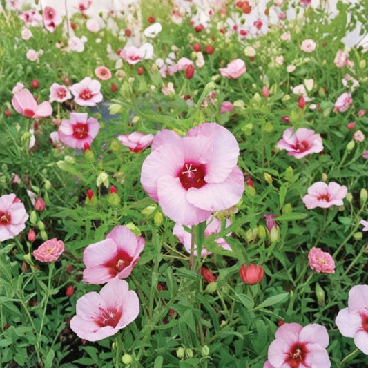 Lady Baltimore Hibiscus – 3 Live Plants | Hibiscus moscheutos ‘Lady Baltimore’ | 3–6 Inch Starter Plants | Pink Hardy Perennial | Large Summer Blooms | Pollinator Friendly