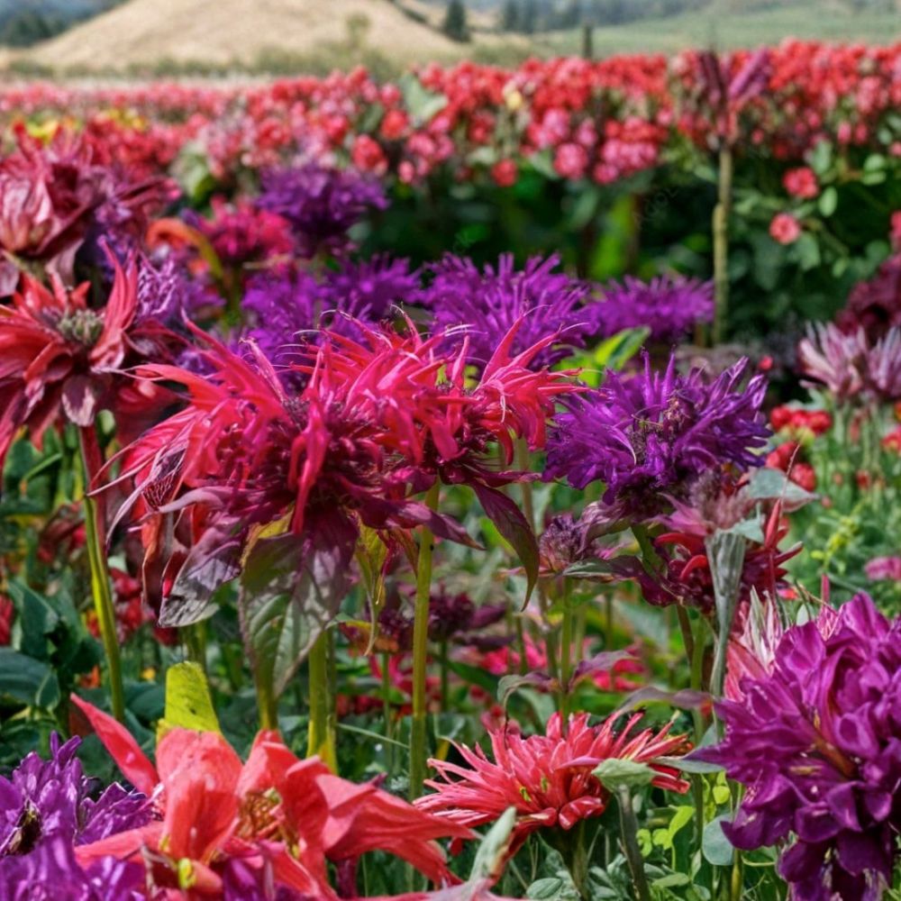 Mixed Color Bee Balm Plants – Monarda (Bergamot) Live Plants | 4 Live Perennial Plants | Butterfly & Hummingbird Friendly | Easy to Grow | Garden Ready