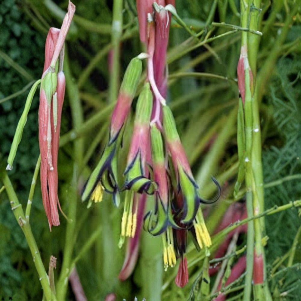 Queen's Tears Bromeliad – Billbergia nutans Live Rooted Plant | Friendship Plant | Tropical Flowering Houseplant | Easy to Grow