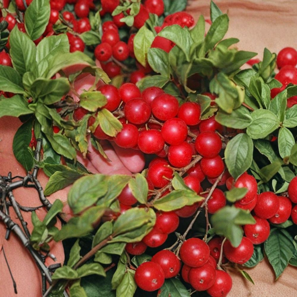 Red Bush Cherry – Prunus Live Rooted Starter Plant | 4 Feet Mature Size | Tart Cherry Shrub | Zones 3–8 | Easy to Grow