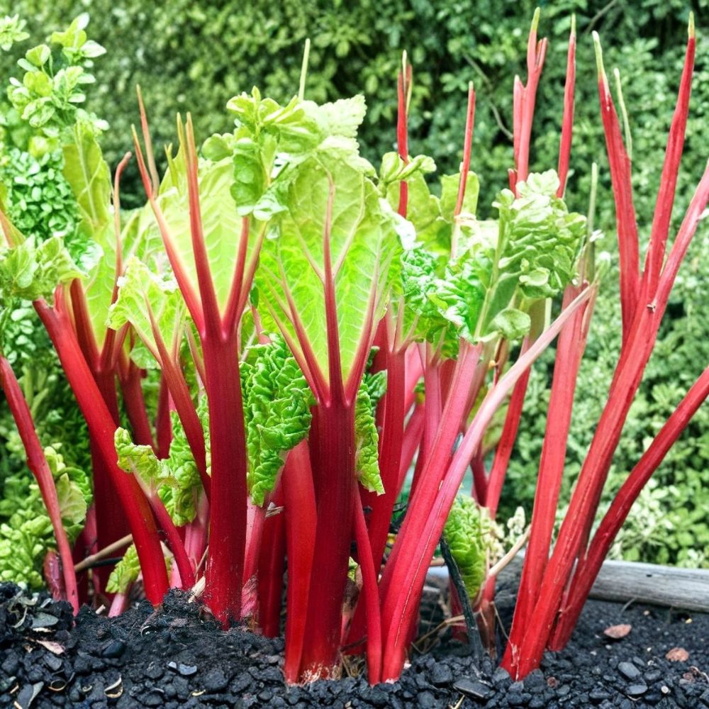 Victoria Rhubarb – Rheum rhabarbarum Live Bare Root Crown | Heirloom Perennial Vegetable | Hardy Edible Garden Plant