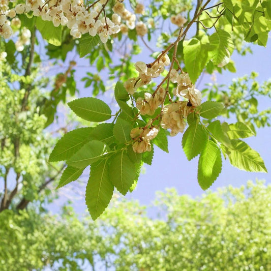 Siberian Elm Tree – Ulmus pumila Bare Root Starter | 12–24 Inches Tall | Live Shade Tree | Fast Growing | Easy to Grow