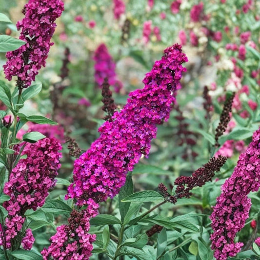 2 Red Pink Buddleia Butterfly Bush Live Plants – 4–9 Inch Starters | Fragrant Flowering Shrub | Butterfly Garden Plant | Outdoor Perennial | Random Color Mix
