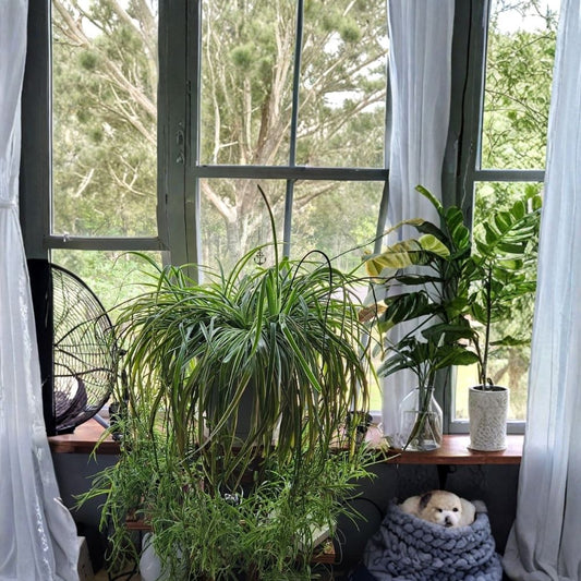 5 Spider Plant Babies Live – Chlorophytum comosum Offshoots | Green & White Variegated Houseplant | Easy Indoor Plant | Rooting Ready