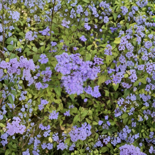 Blue Mistflower Live Plant | Conoclinium caeruleum Bare Root | 8–14 Inches Tall | Native Pollinator Perennial | Easy to Grow