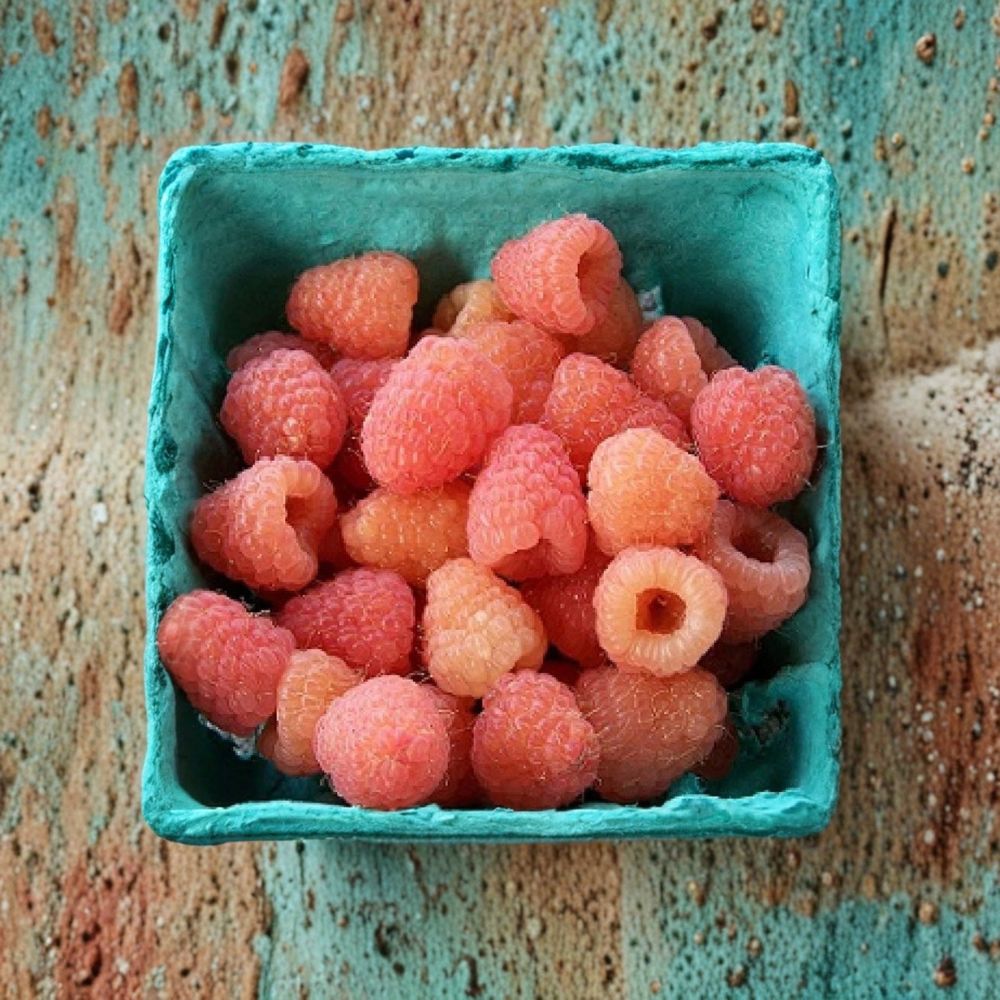 Double Gold Raspberry Live Plant – Rooted Cane | Champagne Colored Everbearing Raspberry | Self-Pollinating Fruit Plant | Zones 5–8