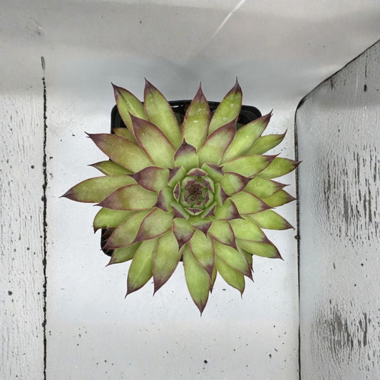 Sempervivum ‘TipTop’ Live Plant – Cold Hardy Hens and Chicks Succulent | Houseleek | Hardy Outdoor Succulent | Drought Tolerant Garden Plant | Zones 3–9