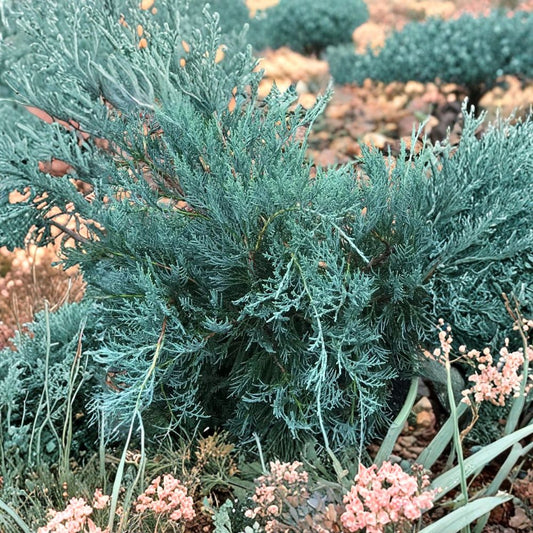 Juniperus virginiana ‘Gray Owl’ Live Evergreen Shrub | Silvery Juniper Groundcover | Wildlife Friendly Landscape Plant | #3 Container Grown