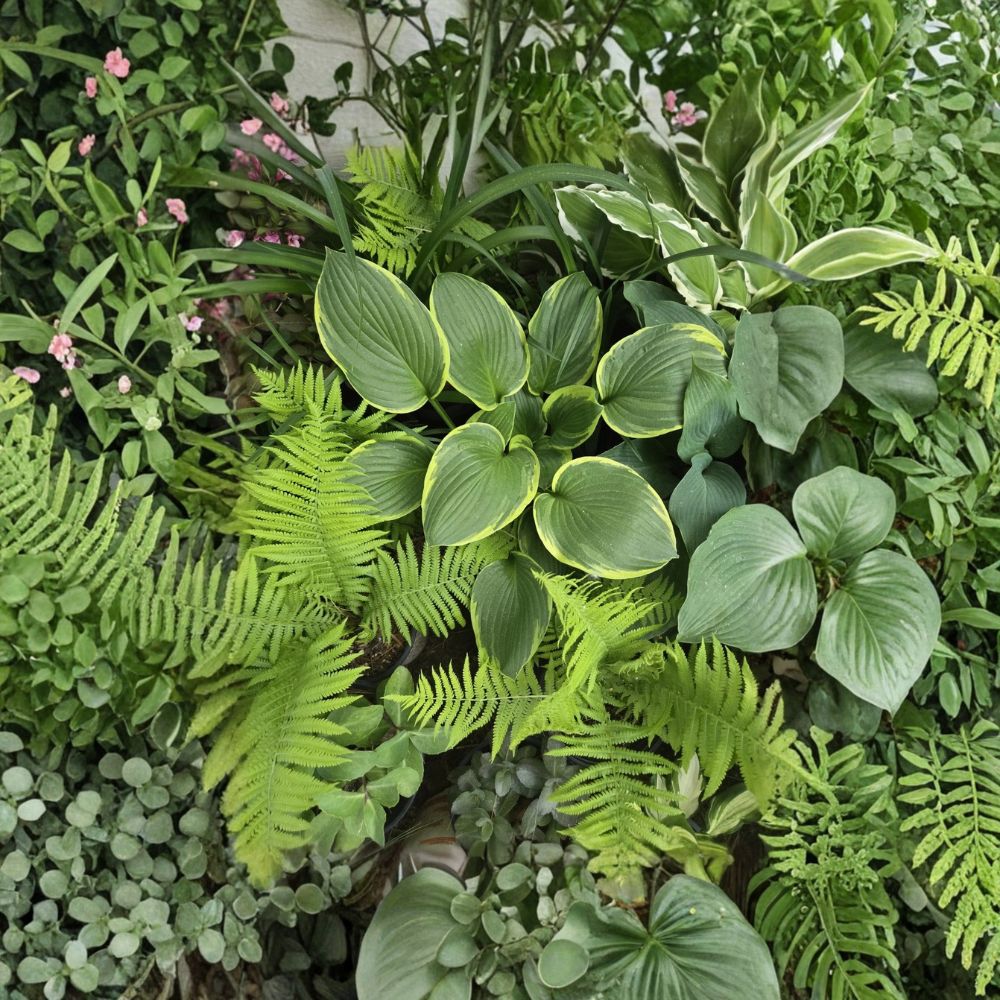 Queen Josephine Hosta – Hosta Live Bare Root | Glossy Yellow & Green Shade Perennial | Large Foliage Plant | Easy to Grow
