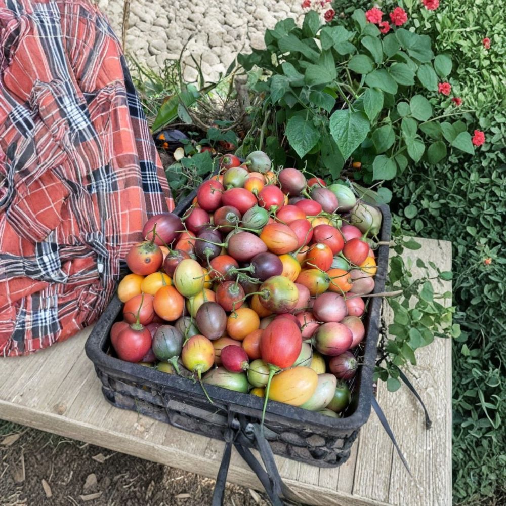 Tree Tomato – Solanum betaceum Fresh Cuttings | Mixed Pack of 6 | Red, Orange & Yellow Tamarillo | Rare Edible Fruit Plant