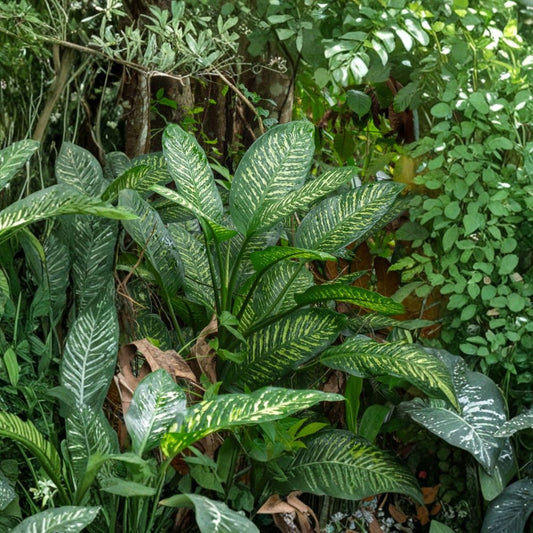 Dieffenbachia Dumb Cane – Variegated Tropical Houseplant Cuttings | Set of 5 | Broadleaf Indoor Plant | Easy to Grow