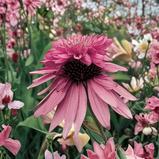 Double Decker Coneflower Live Plant – Echinacea purpurea | 6+ Inch Perennial Starter | Hardy Garden Flower | Pollinator Friendly | Outdoor Plant