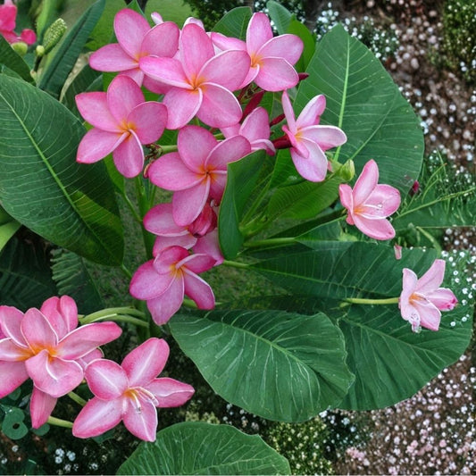 Live Miami Rose Hawaiian Plumeria Cutting | 12 Inch Frangipani Plant | Tropical Flowering Plant | Fresh Rooting Cutting | Florida Grown
