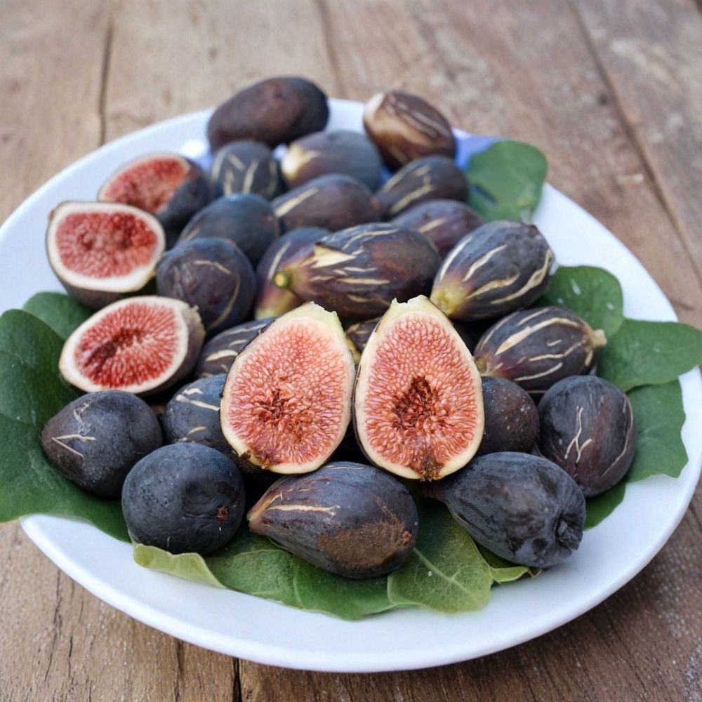 LSU Purple Fig – Ficus carica 'LSU Purple' Live Rooted Cutting | 4+ Inches Tall | Self-Fertile Fruit Tree | Easy to Grow