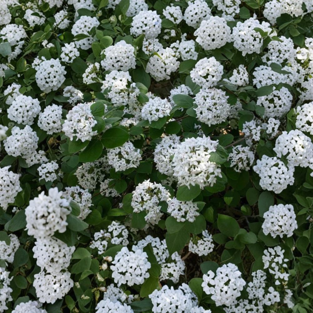 Koreanspice Viburnum – Viburnum carlesii Live Plant | 1 Gallon Nursery Pot | Fragrant Flowering Shrub | Pink to White Blooms