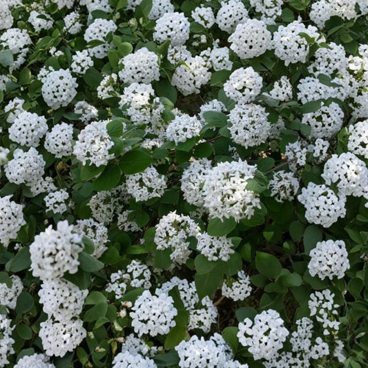 Koreanspice Viburnum – Viburnum carlesii Live Plant | 1 Gallon Nursery Pot | Fragrant Flowering Shrub | Pink to White Blooms