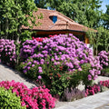 Catawbiense Grandiflorum Rhododendron – Live Evergreen Shrub | 12–15 Inches Wide Field Grown Plant | Hardy to -10°F | Bright Purple Blooms | Large Landscape Rhododendron