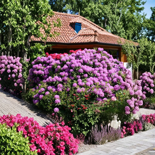 Catawbiense Grandiflorum Rhododendron – Live Evergreen Shrub | 12–15 Inches Wide Field Grown Plant | Hardy to -10°F | Bright Purple Blooms | Large Landscape Rhododendron