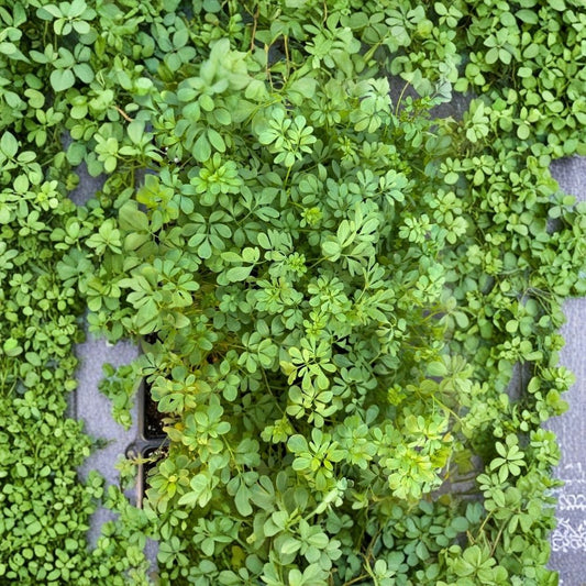 Rue Plant Live Starter Clump – Multiple Seedlings | 3–4 Potential Plants | Ruta graveolens | Blue Green Foliage | Hardy Perennial | Garden & Container Plant
