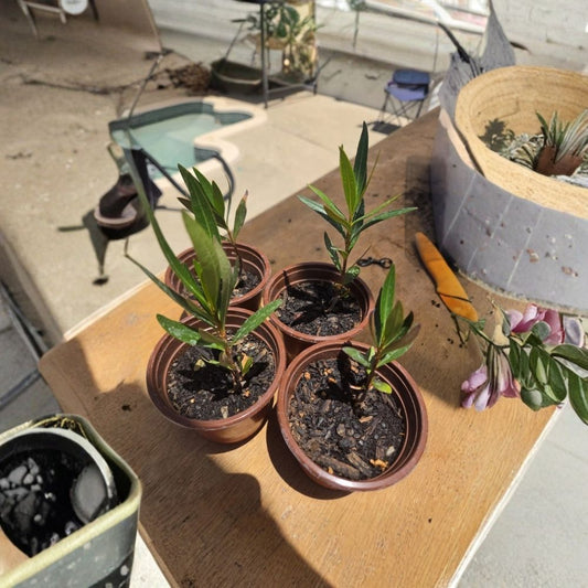 Red Oleander – Nerium oleander Live Plant | 4 Inch Starter Pot | Red to Dark Pink Flowers | Flowering Shrub | Drought Tolerant | Patio & Garden Plant