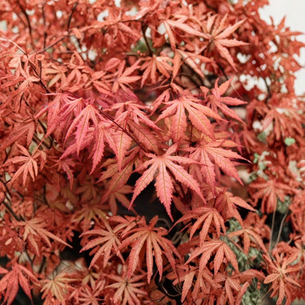 Acer palmatum ‘Nebula’ Live Japanese Maple | Rare Ghost Maple Tree | Pink & Lime Green Reticulated Foliage | 18–24 Inches Tall