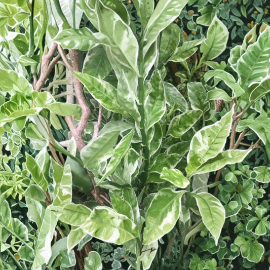Devil's Backbone – Euphorbia tithymaloides 'Variegata' | 6 Fresh Cuttings + 1 Rooted Plant | Variegated Succulent | Easy to Grow