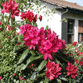 Nova Zembla Rhododendron – Live Evergreen Shrub | 12–15 Inches Wide Field Grown Plant | Hardy to -25°F | Red Blooming Landscape Rhododendron