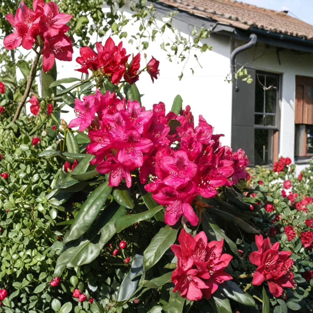 Nova Zembla Rhododendron – Live Evergreen Shrub | 12–15 Inches Wide Field Grown Plant | Hardy to -25°F | Red Blooming Landscape Rhododendron