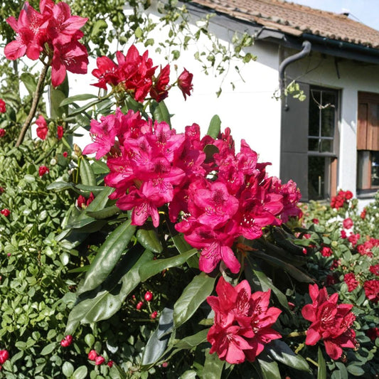 Nova Zembla Rhododendron – Live Evergreen Shrub | 12–15 Inches Wide Field Grown Plant | Hardy to -25°F | Red Blooming Landscape Rhododendron