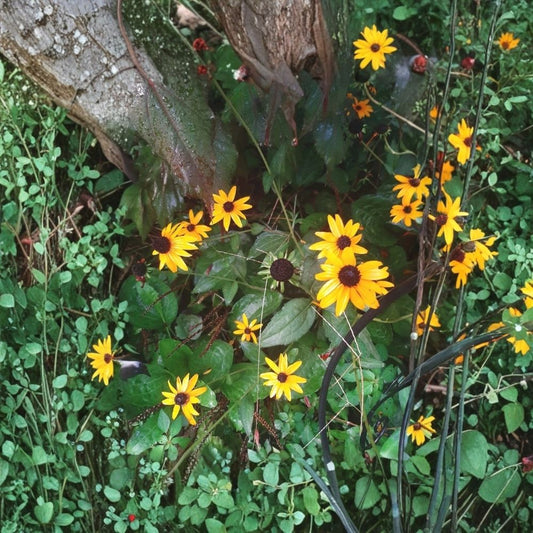 Black Eyed Susan Live Plant – Freshly Dug Clump | 2–3 Plants | Yellow Flower Perennial | Easy Care Garden Plant | Outdoor Pollinator Flower