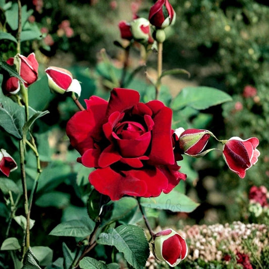 Crimson Glory Climbing Rose Live Plant – Dark Velvety Red Rose | 4–6 Inch Rooted Starter | Fragrant Climbing Rose | No Pot | Trellis & Garden Plant
