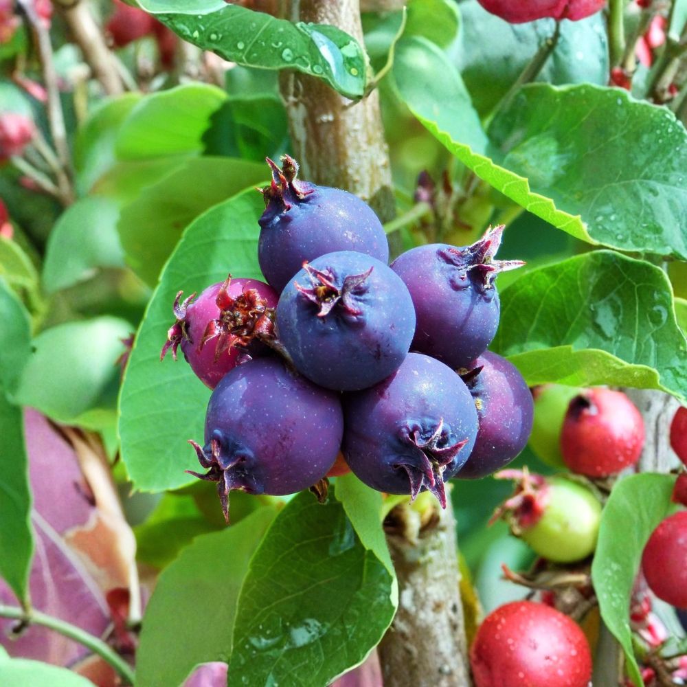 Saskatoon Serviceberry – Amelanchier alnifolia Live Rooted Starter Plant | Edible Berry Shrub | Self-Pollinating | Easy to Grow