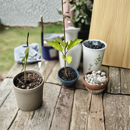 Turkey Berry Live Plant | 1 Pack | Potted Rooted Plant | Solanum torvum | Tropical Berry Plant | Medicinal & Edible Garden Plant