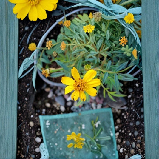 Copper Canyon Daisy – Tagetes lemmonii Live Plant | 1 Gallon | Golden Yellow Blooms | Butterfly & Bee Friendly | Drought Tolerant | Deer Resistant | Zones 8–10