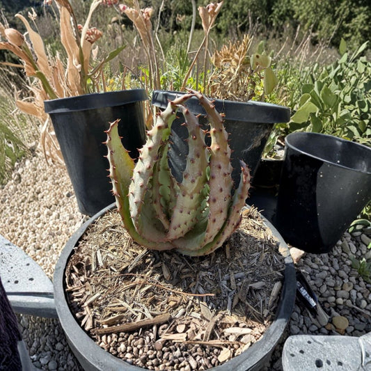 Aloe ferox Live Succulent – Cape Aloe Bare Root Plant | Rare Medicinal Succulent | Drought Tolerant | Easy to Grow