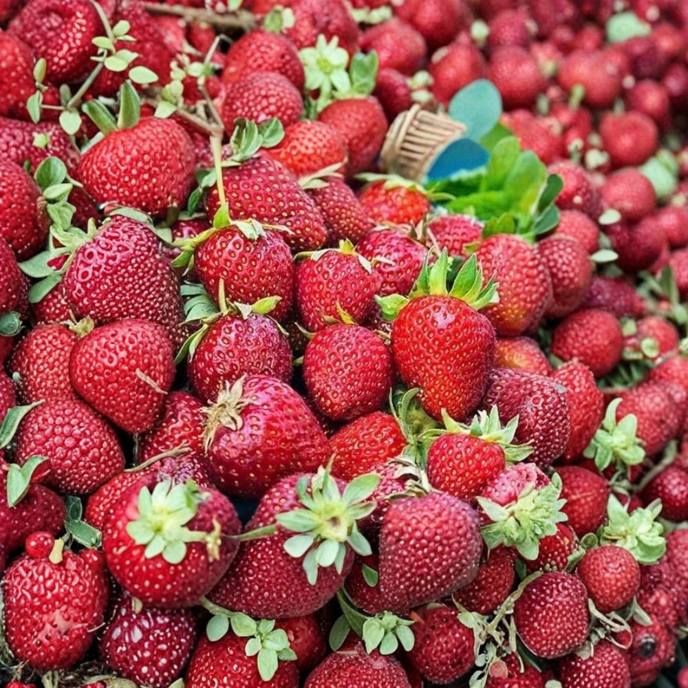 Albion Strawberry Plants – 10 Bare Root Plants | Day Neutral Variety | Large Sweet Berries | Easy to Grow | Garden & Container Friendly