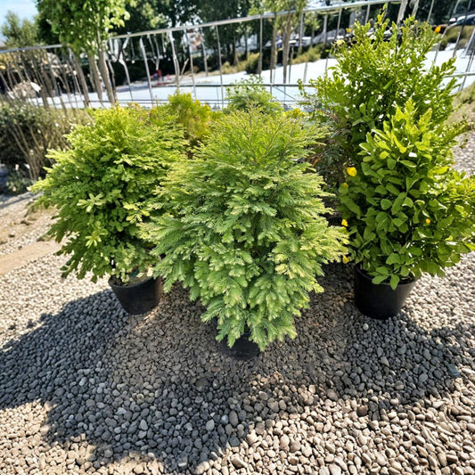 Metasequoia glyptostroboides ‘Schirrmann’s Nordlicht’ Live Dawn Redwood | Variegated Dwarf Conifer | Rare Cream Foliage Tree | #1 Container Grown