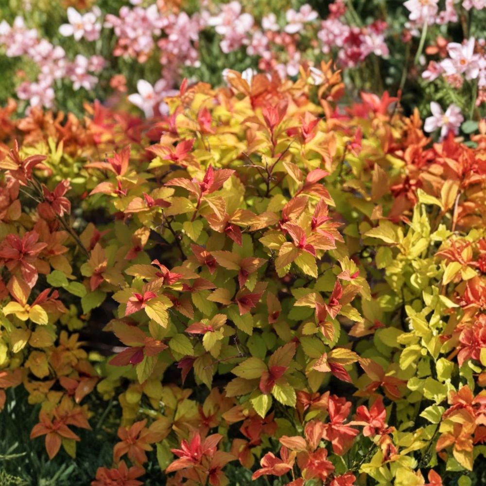 Gold Flame Spirea – Spiraea japonica 'Gold Flame' Live Plant | Quart Pot | Hardy Flowering Shrub | Golden Foliage | Easy to Grow