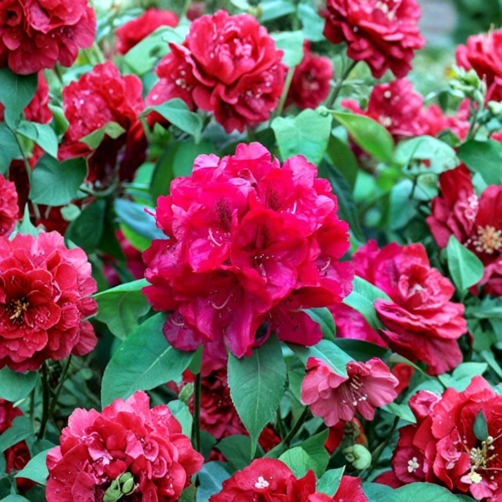 Trilby Rhododendron – Live Evergreen Shrub | 12–15 Inches Wide Field Grown Plant | Hardy to -10°F | Vibrant Red Spring Blooms | Landscape Rhododendron