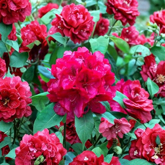Trilby Rhododendron – Live Evergreen Shrub | 12–15 Inches Wide Field Grown Plant | Hardy to -10°F | Vibrant Red Spring Blooms | Landscape Rhododendron