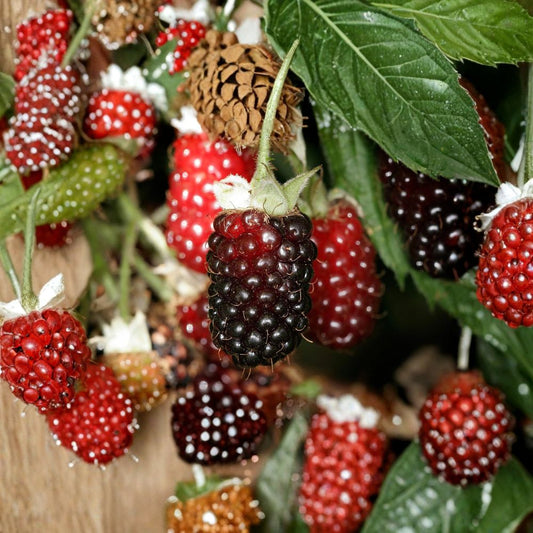 Boysenberry Plant – Live Boysenberry Vine | Rubus Hybrid Berry Plant | Edible Fruit Garden Plant | 2.5 Inch Pot | Full Sun | Backyard Orchard Starter