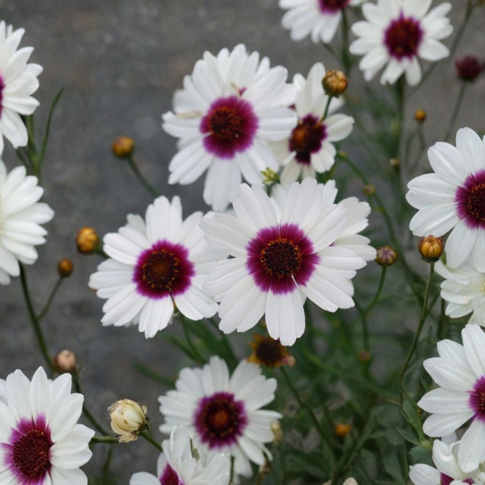 Coreopsis 'Ice Wine' – Coreopsis SATIN & LACE™ Live Starter Plant | Rooted in Nursery Pot | White Perennial Flowers | Butterfly Friendly