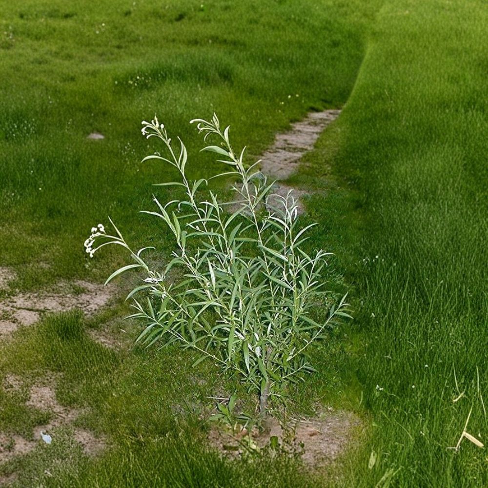 Hybrid Willow Tree Cuttings – 25 Jumbo Austree Willow Cuttings | Approx. 10 Inches Long | Fast Growing Privacy Tree | Easy to Root